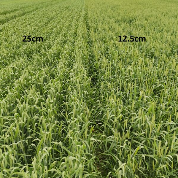 VASARAS KVIEŠI 2023